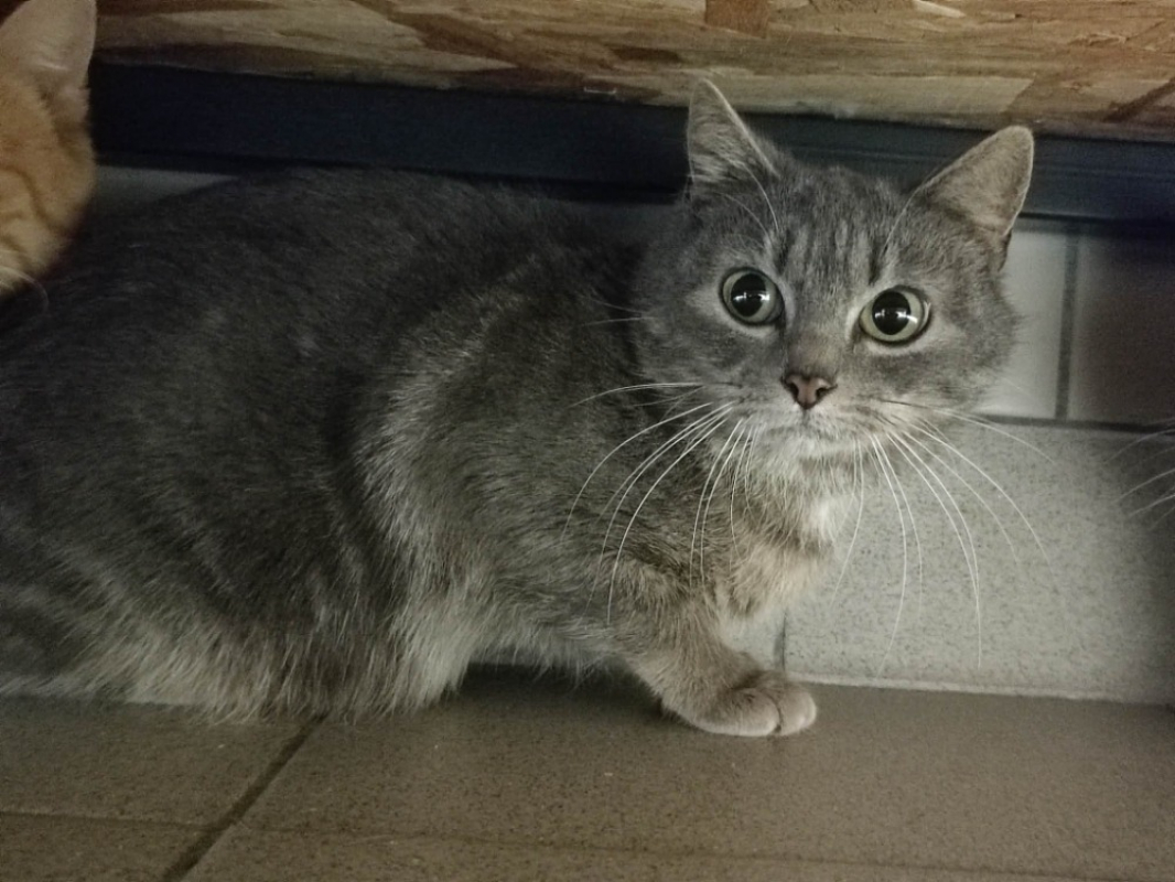 Photo #2 de Mistrigri