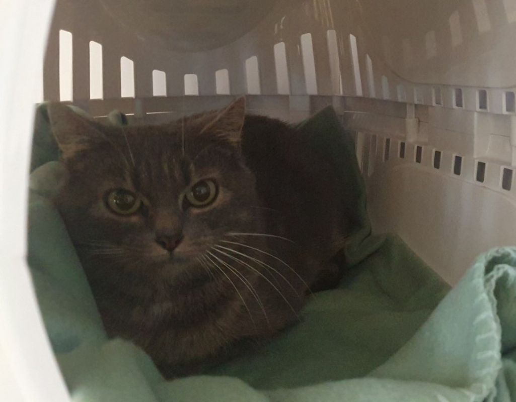 Photo #3 de Mistrigri