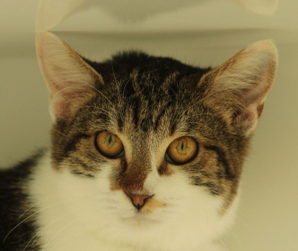 Photo #1 de Tortilla