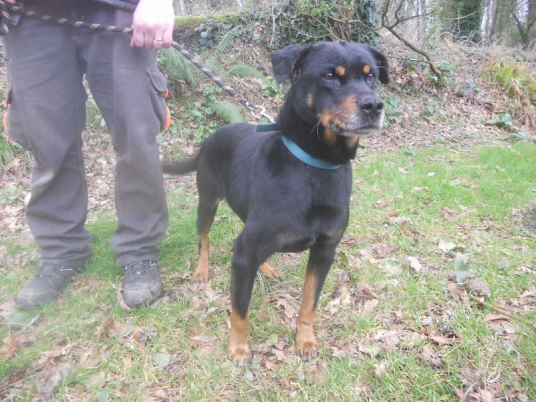 Photo #3 de Punky famille d'accueil