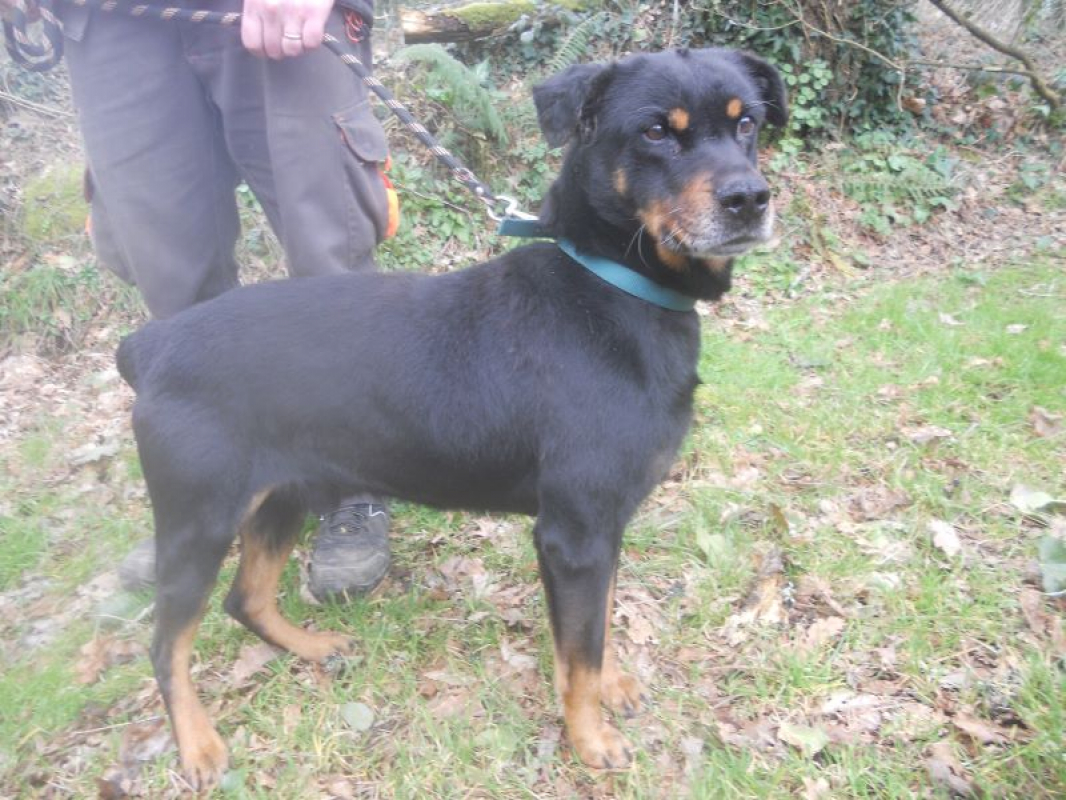 Punky famille d'accueil - Chien à adopter