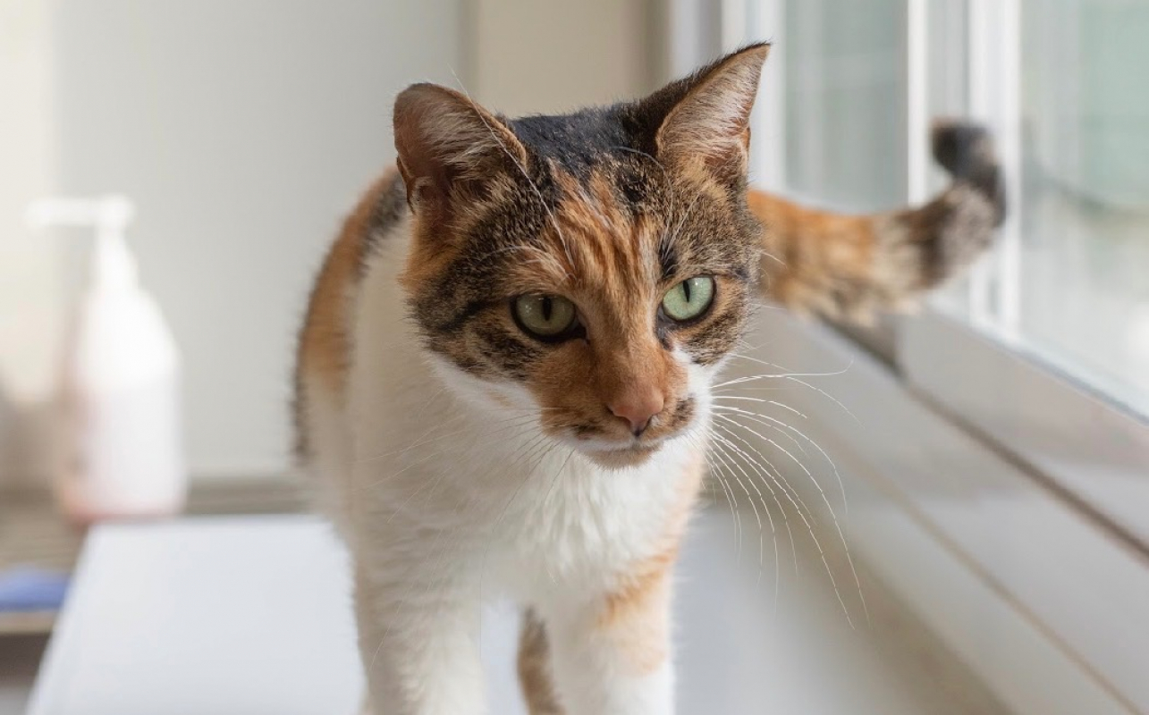 Photo #1 de Robiquette