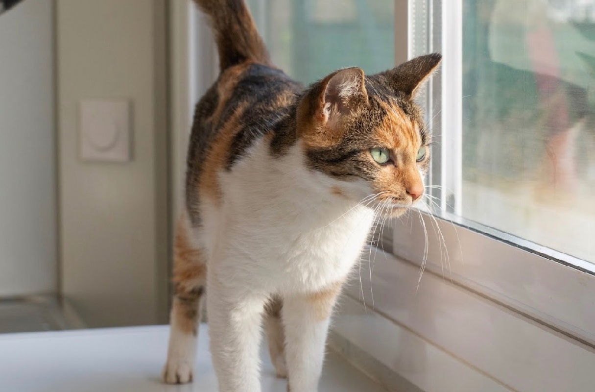 Photo #2 de Robiquette