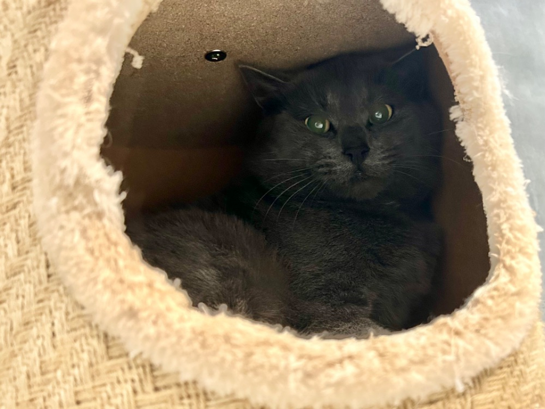 Photo #2 de Frankenmiaou