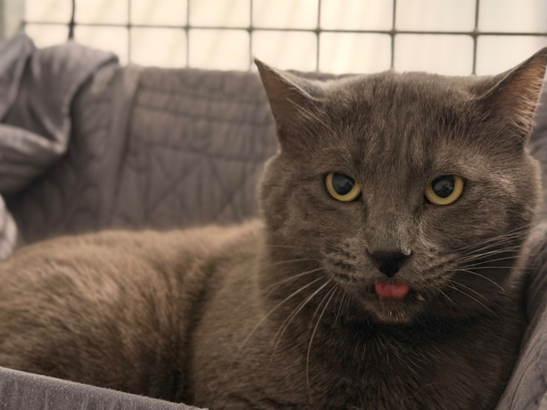 Photo #3 de Frankenmiaou