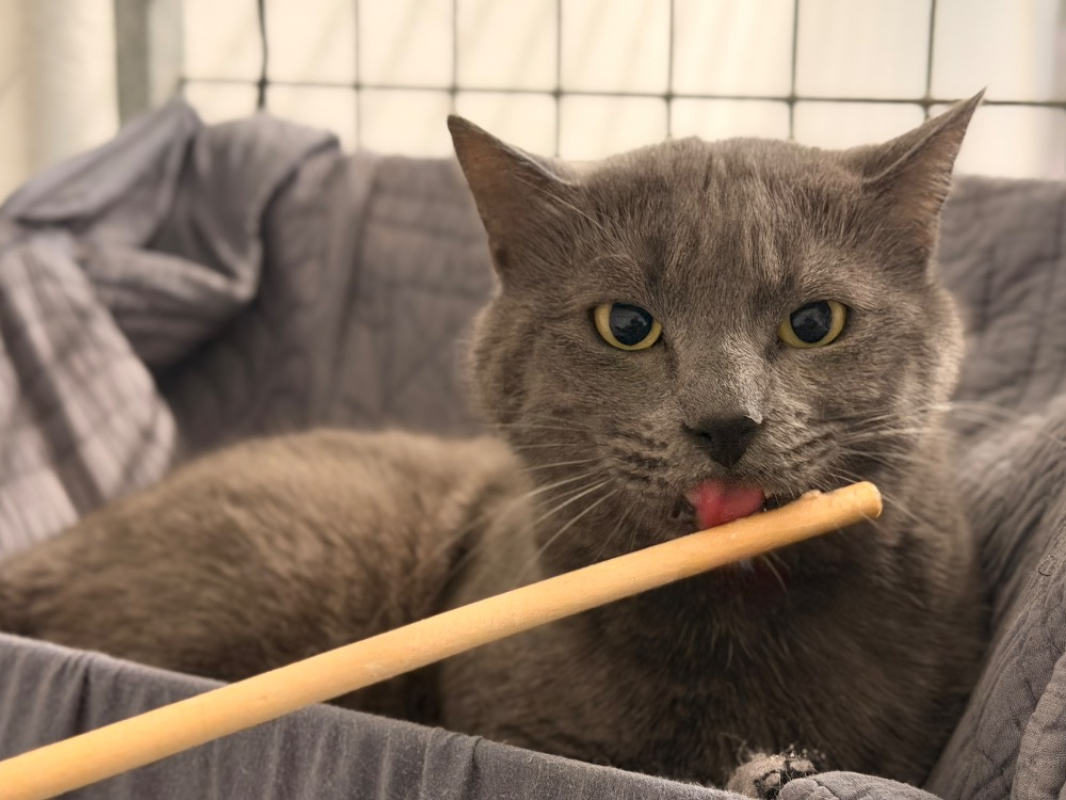 Photo #4 de Frankenmiaou