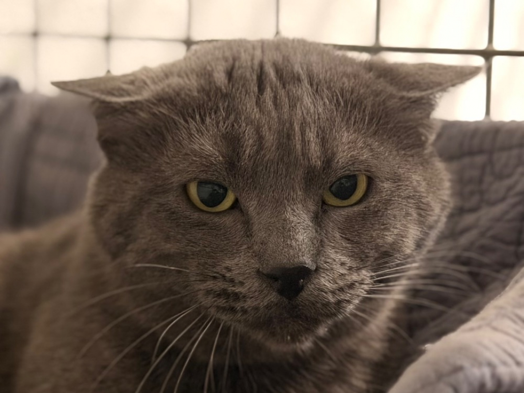 Photo #5 de Frankenmiaou