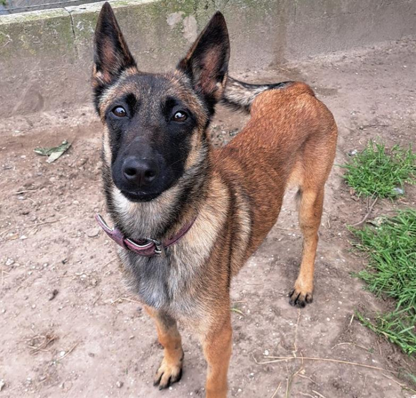 Photo #2 de Kipi
