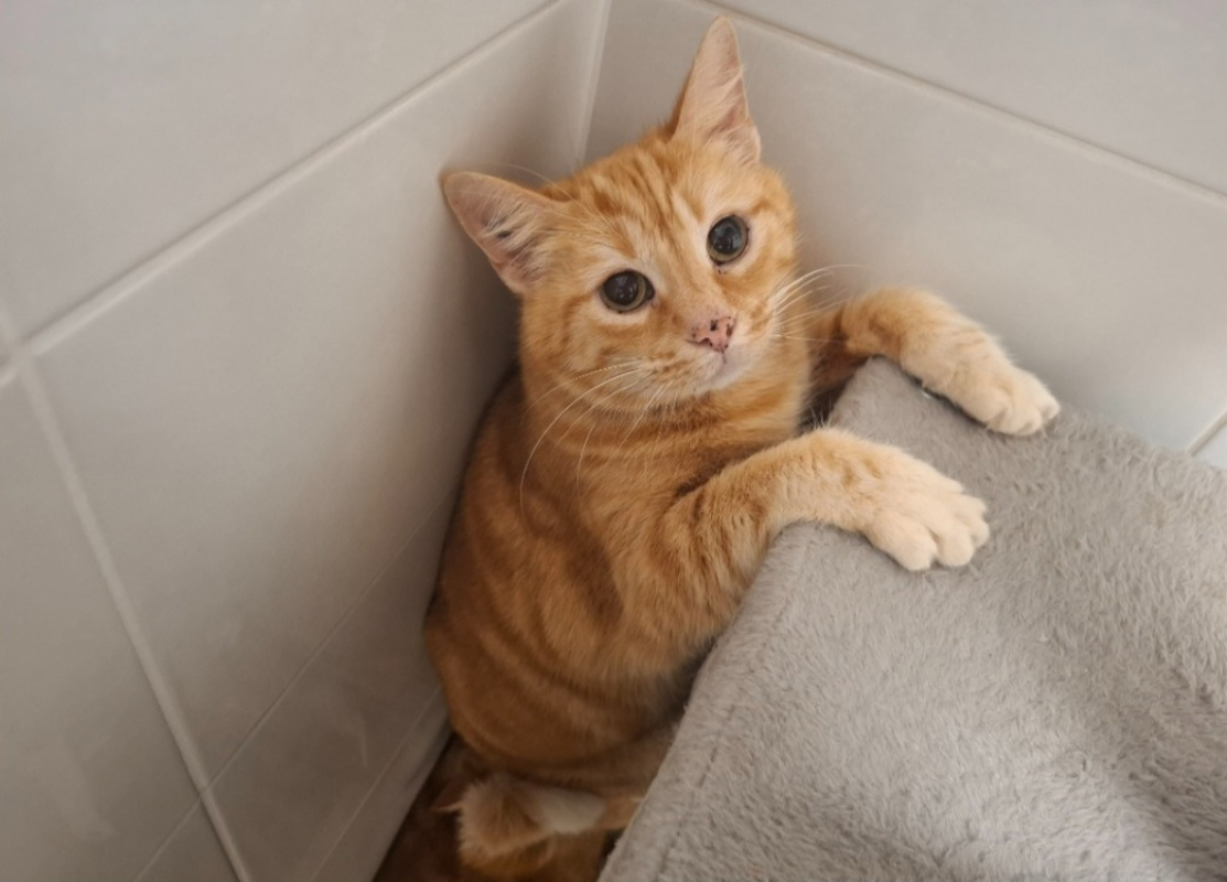 Photo de Tigrou