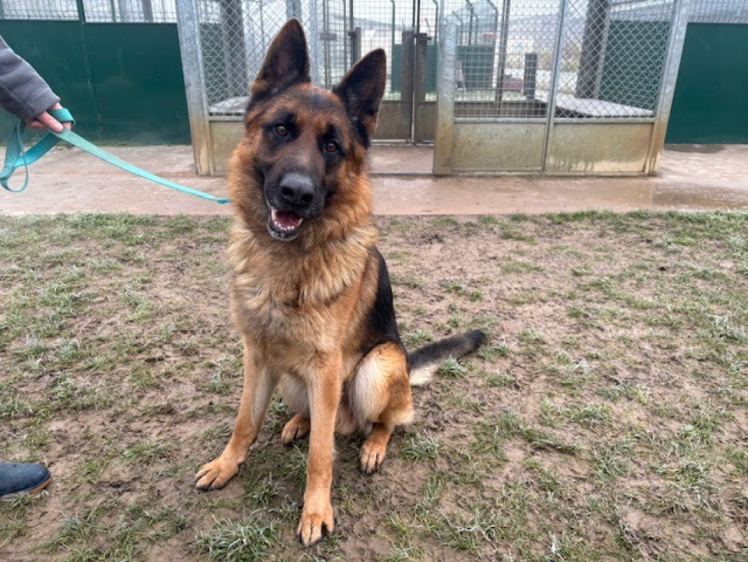 Photo de Trex dit rex