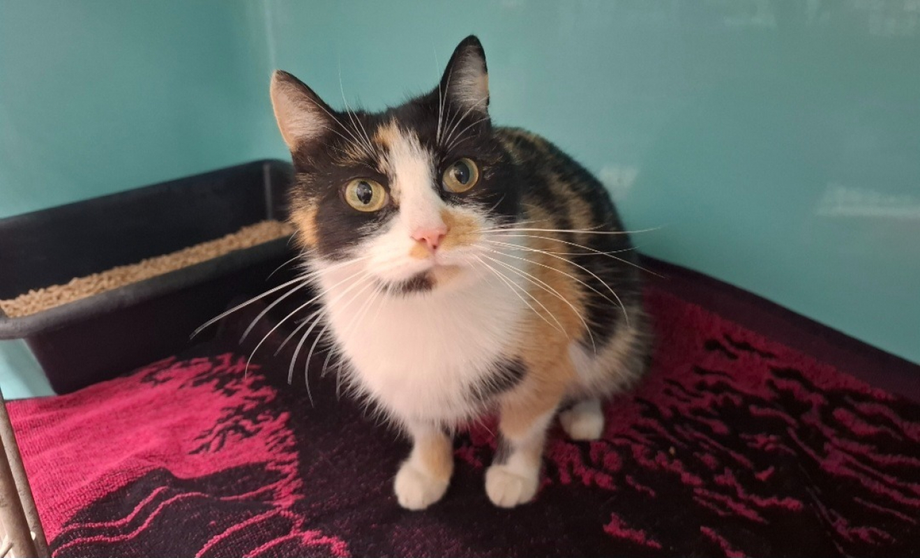 Lili - Chat Européen à adopter
