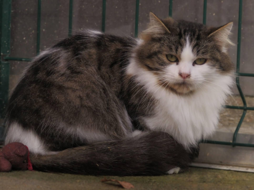 Photo #1 de Valhalla