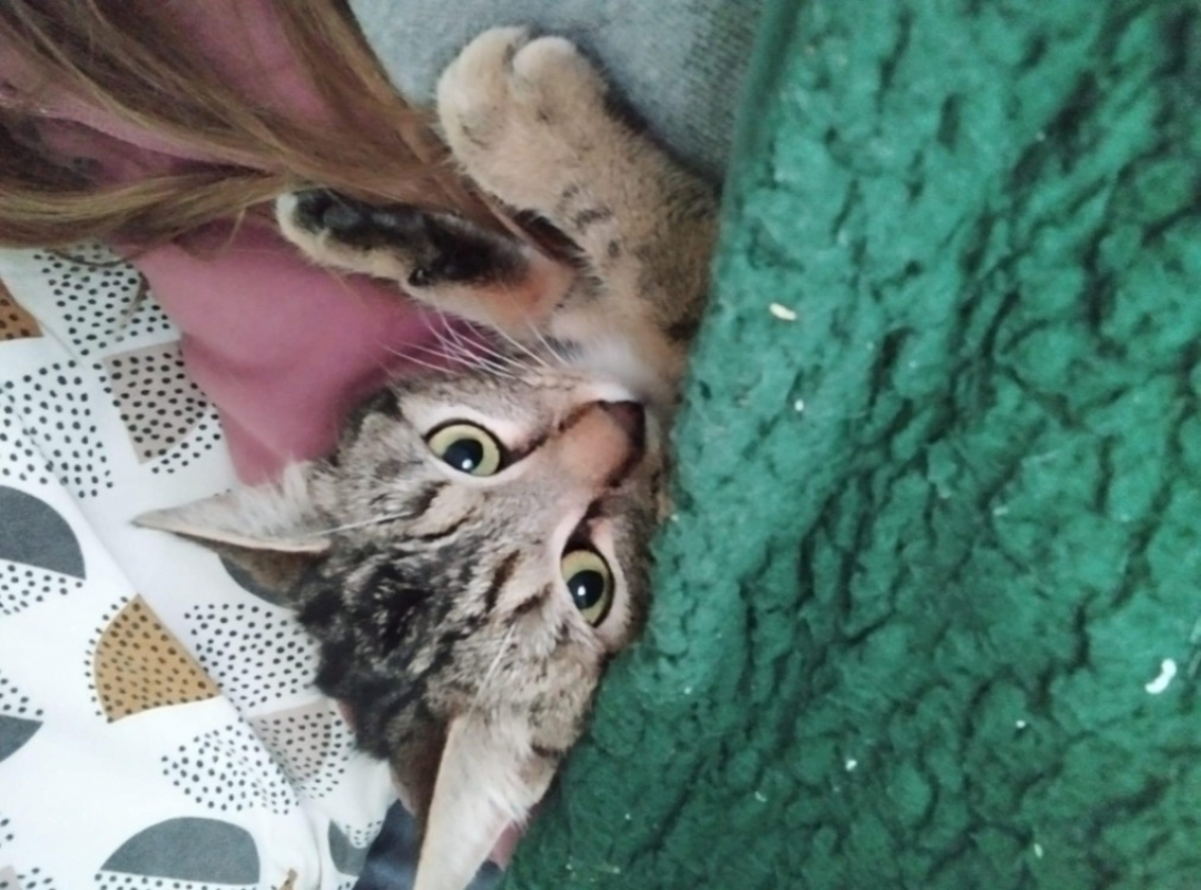 Photo #1 de Apolline