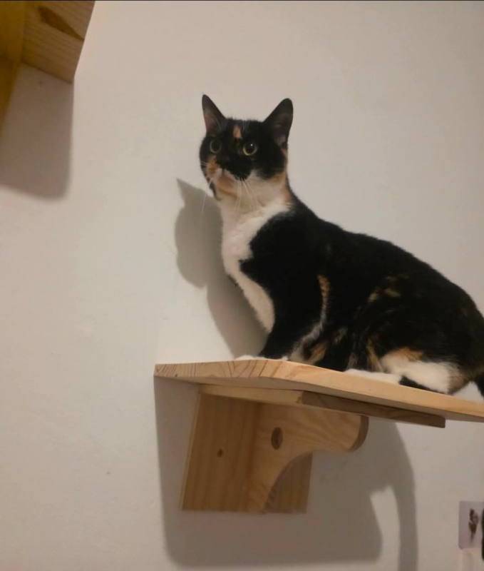 Photo #1 de Shalimar