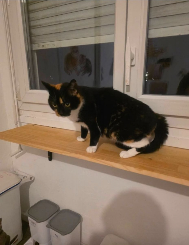 Photo #2 de Shalimar