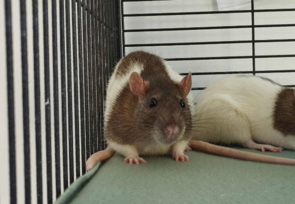 Zonda - Rongeur Rat à adopter
