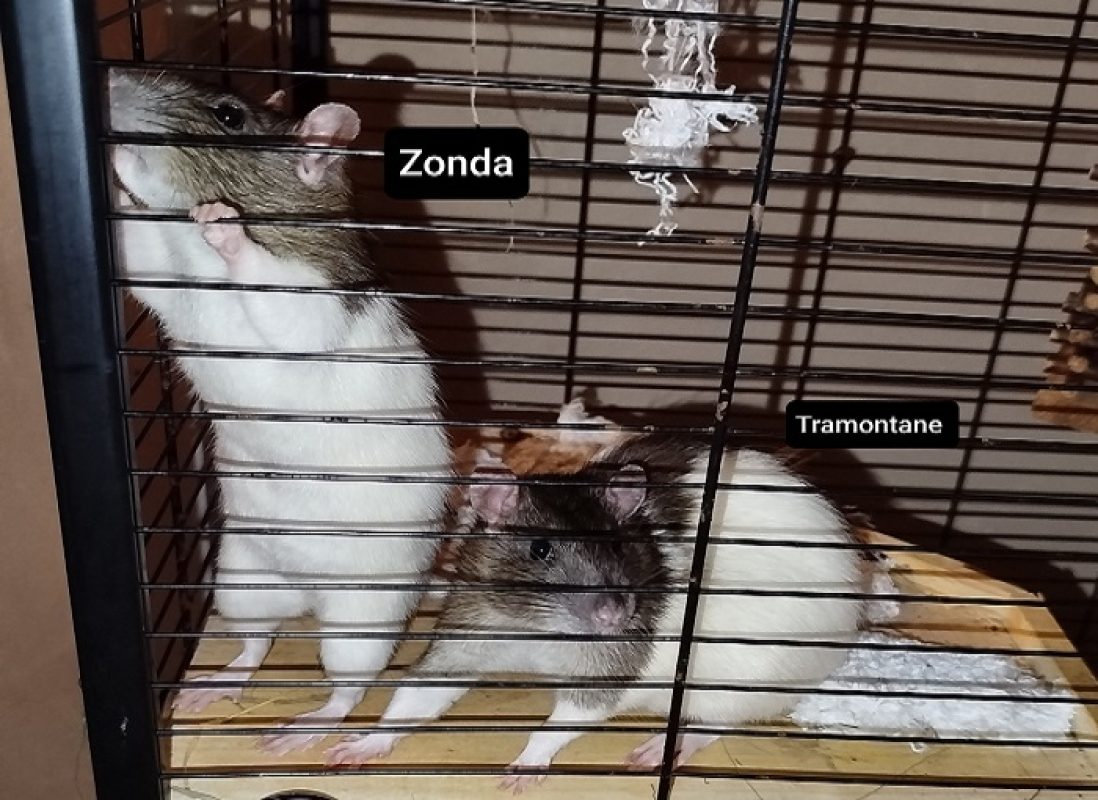 Zonda - Rongeur Rat à adopter - photo 2