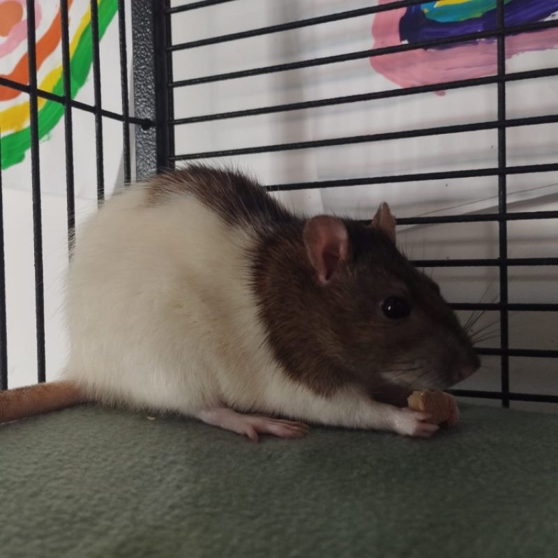 Zonda - Rongeur Rat à adopter