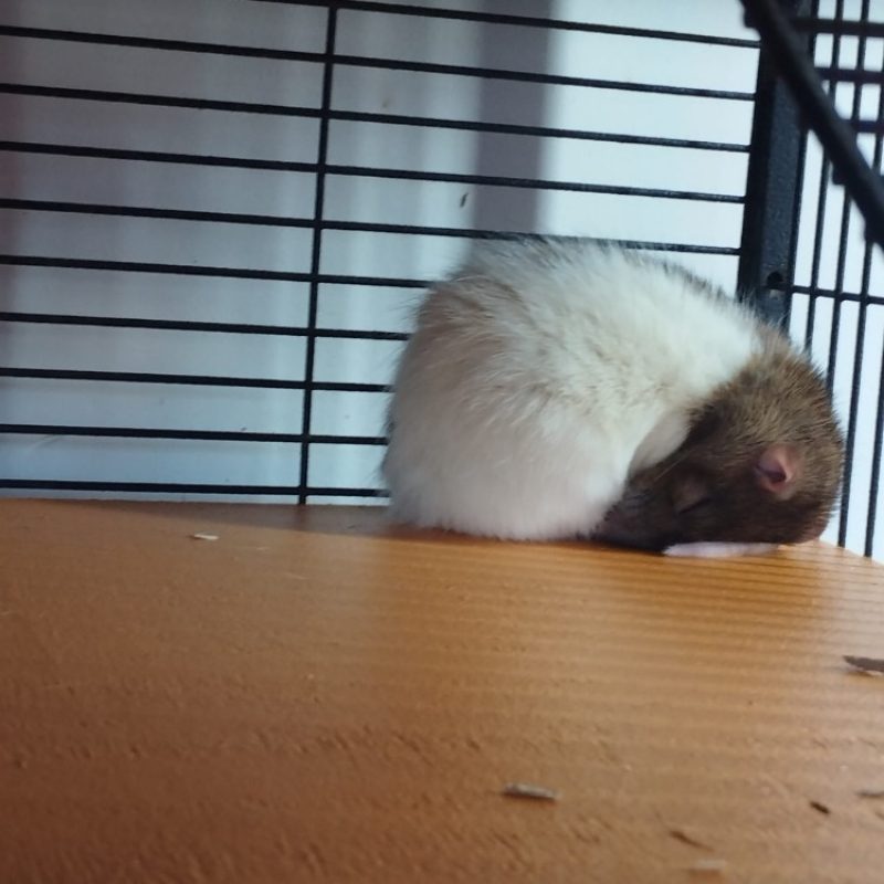 Zonda - Rongeur Rat à adopter - photo 2