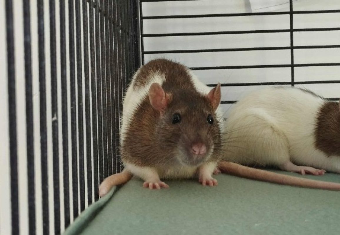 Zonda - Rongeur Rat à adopter - photo 3