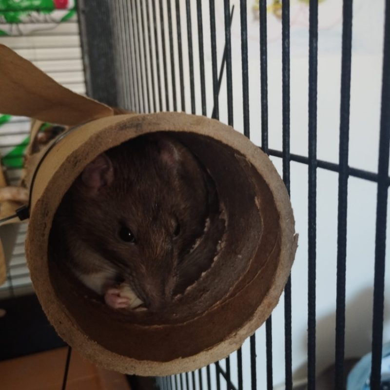 Zonda - Rongeur Rat à adopter - photo 5