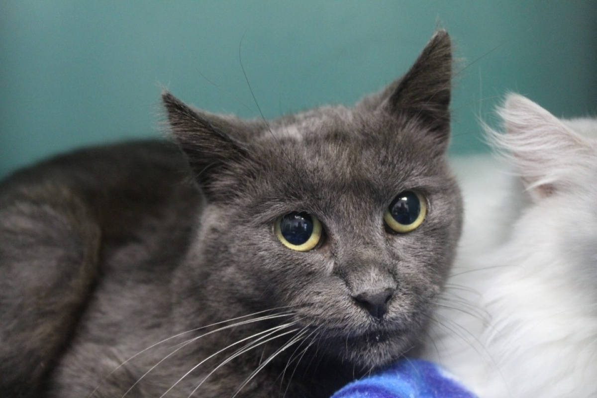 Photo #2 de Cornaline