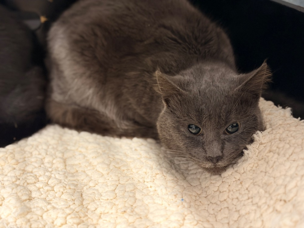 Photo #3 de Cornaline