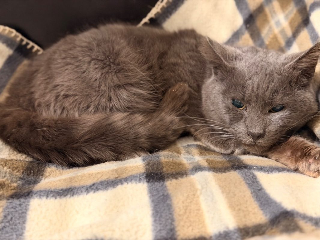 Cornaline - Chat Européen à adopter