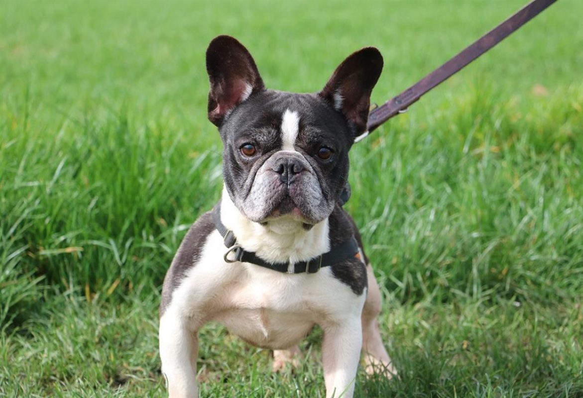 Pumba - Chien Bouledogue Français à adopter