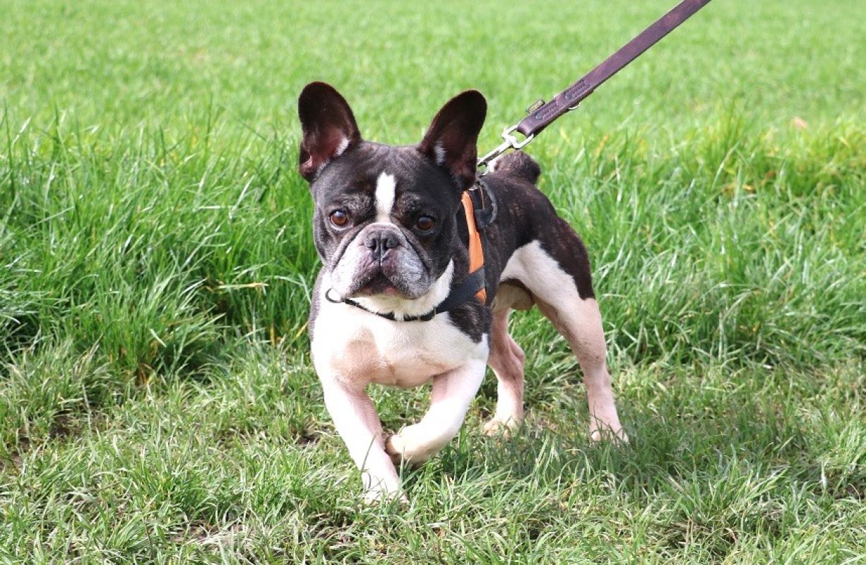 Pumba - Chien Bouledogue Français à adopter - photo 2