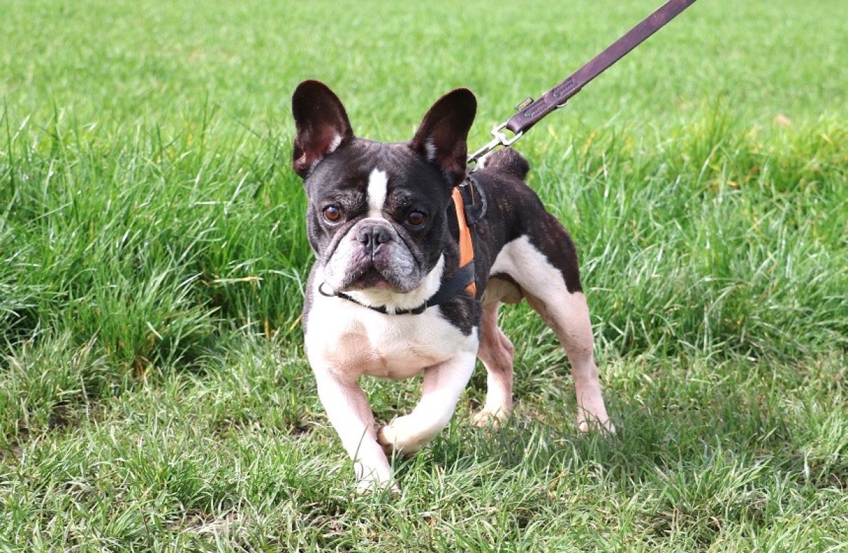 Pumba - Chien Bouledogue Français à adopter - photo 2