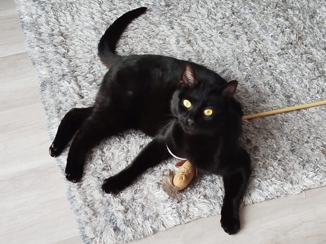 Izan - Chat Européen à adopter