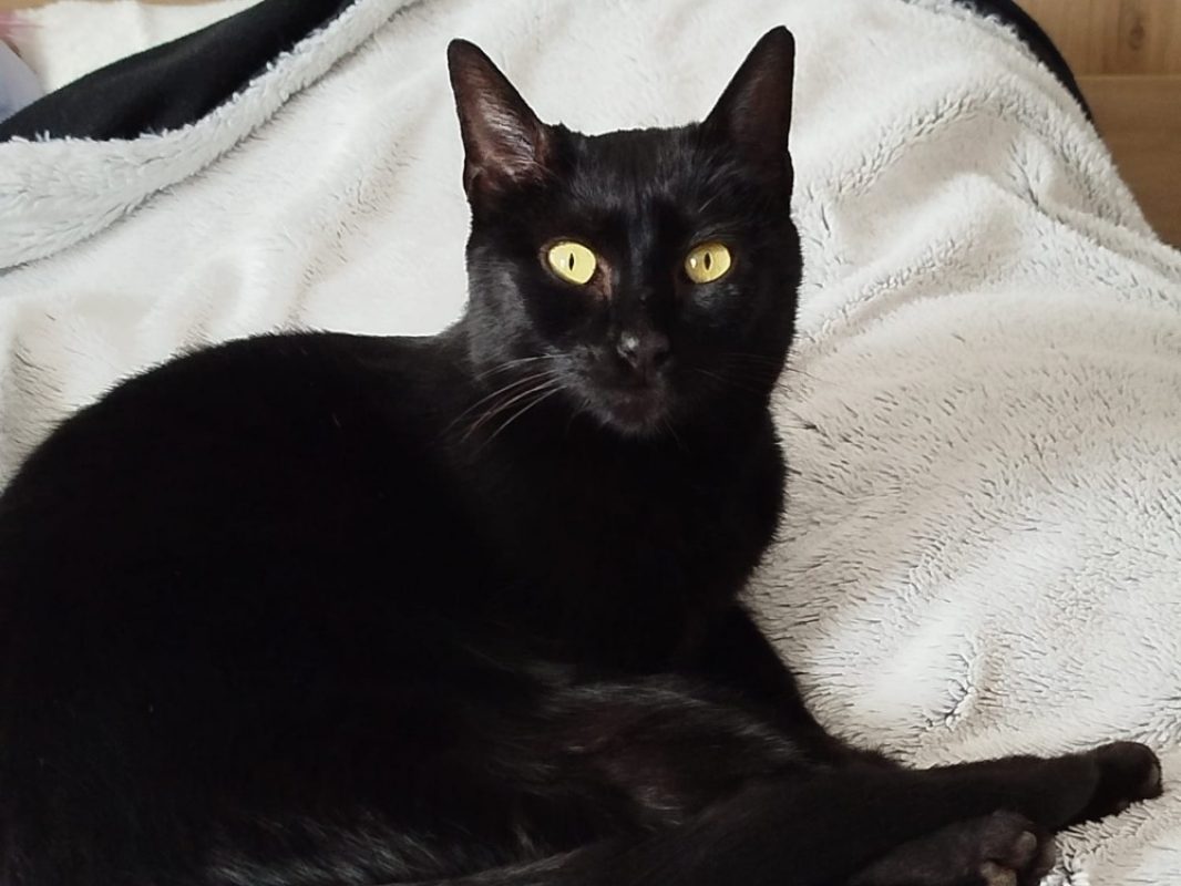 Izan - Chat Européen à adopter - photo 2