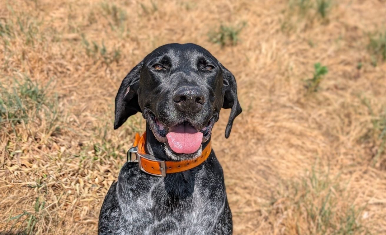Zerbino - Chien à adopter - photo 2