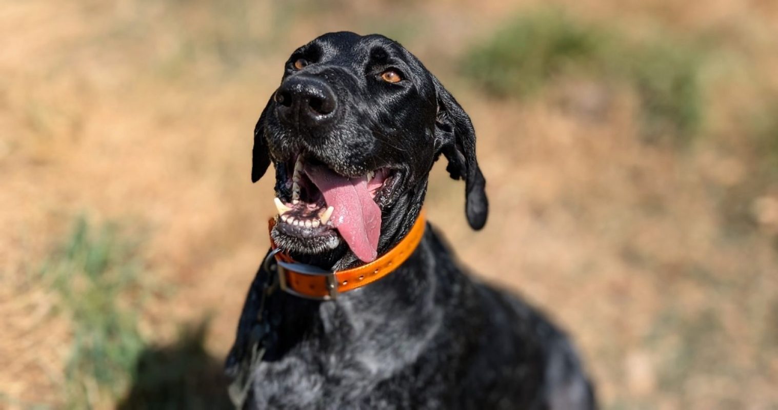Zerbino - Chien à adopter - photo 3