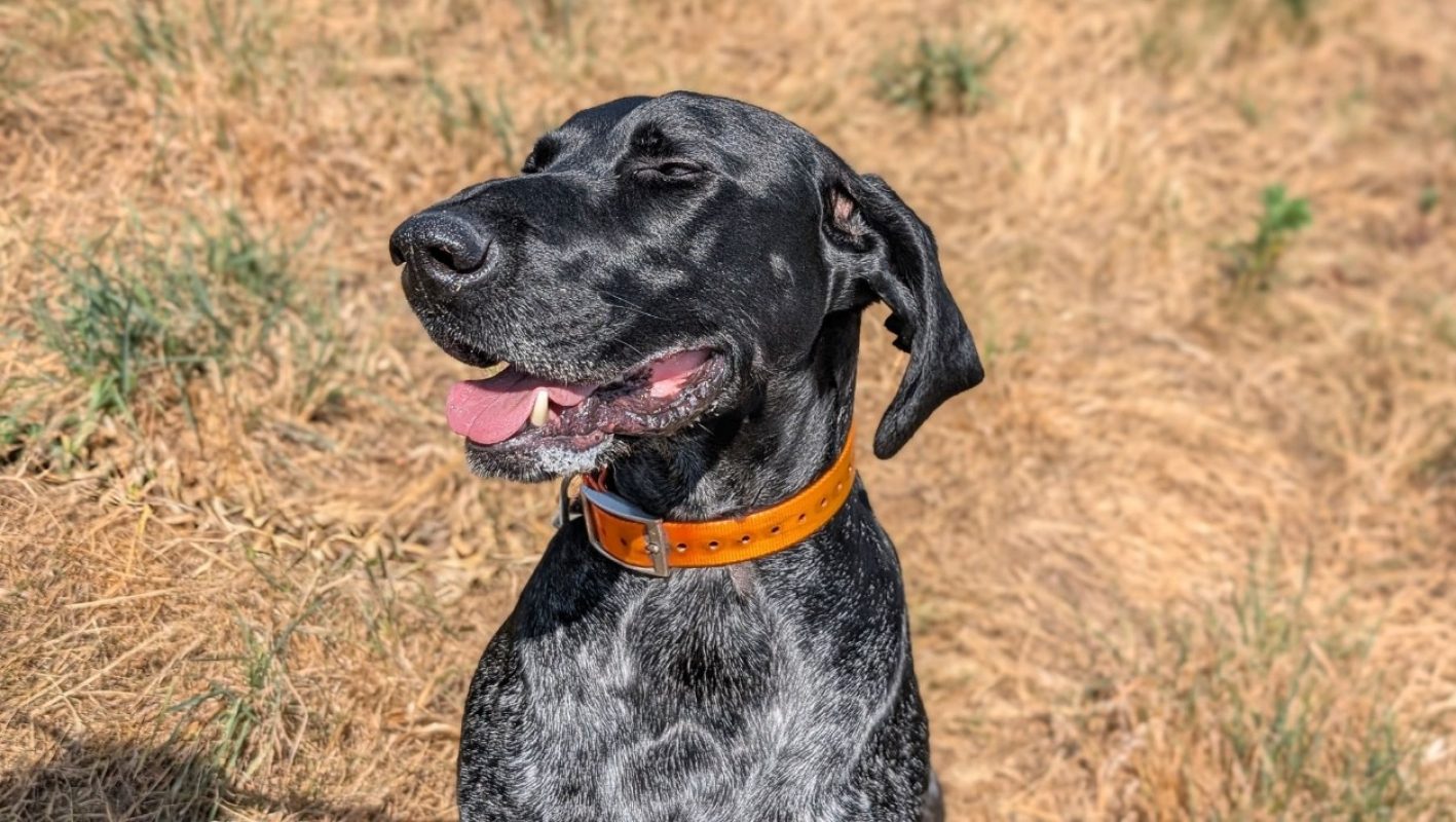 Zerbino - Chien à adopter - photo 4