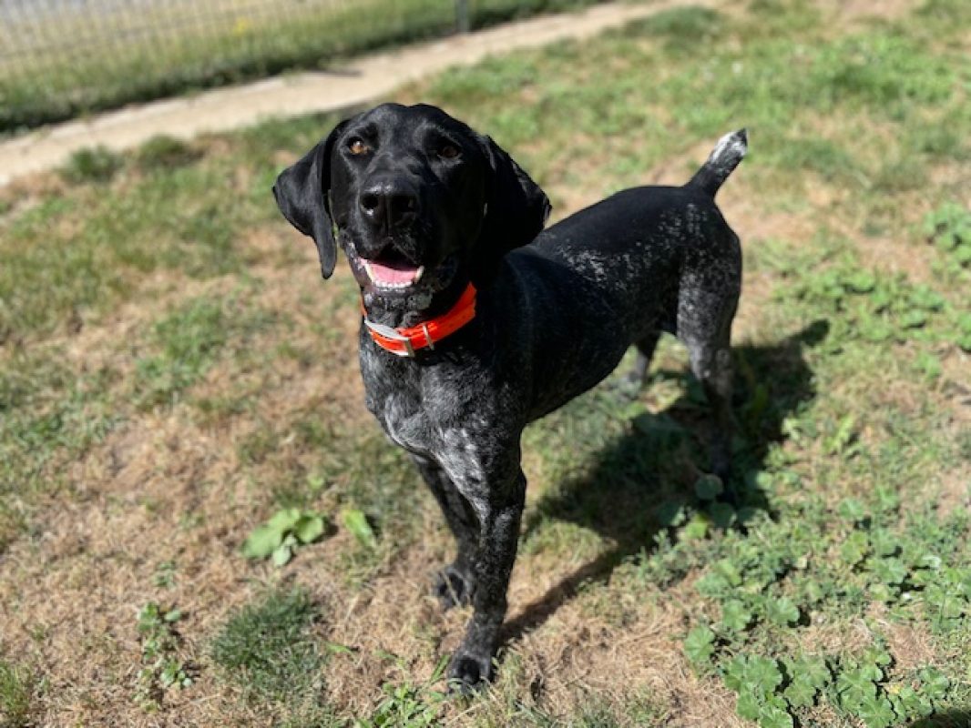 Zerbino - Chien à adopter - photo 5