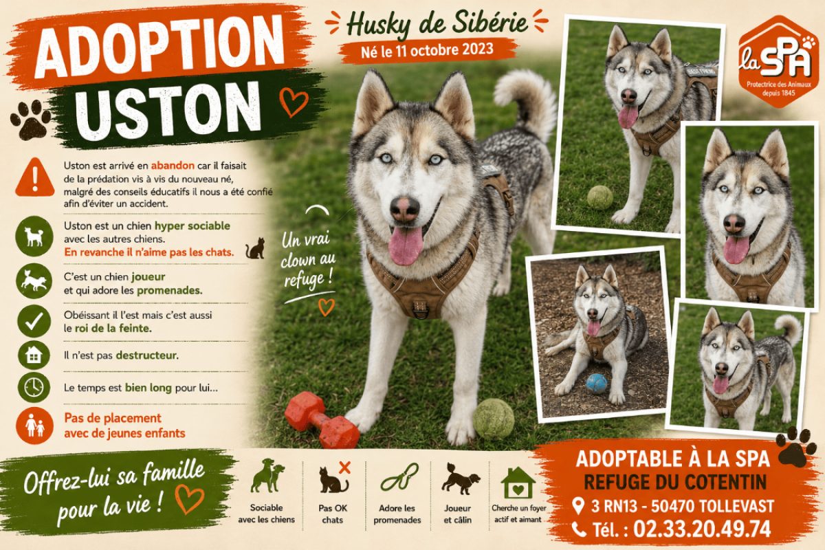 Uston - Chien Husky Sibérien à adopter
