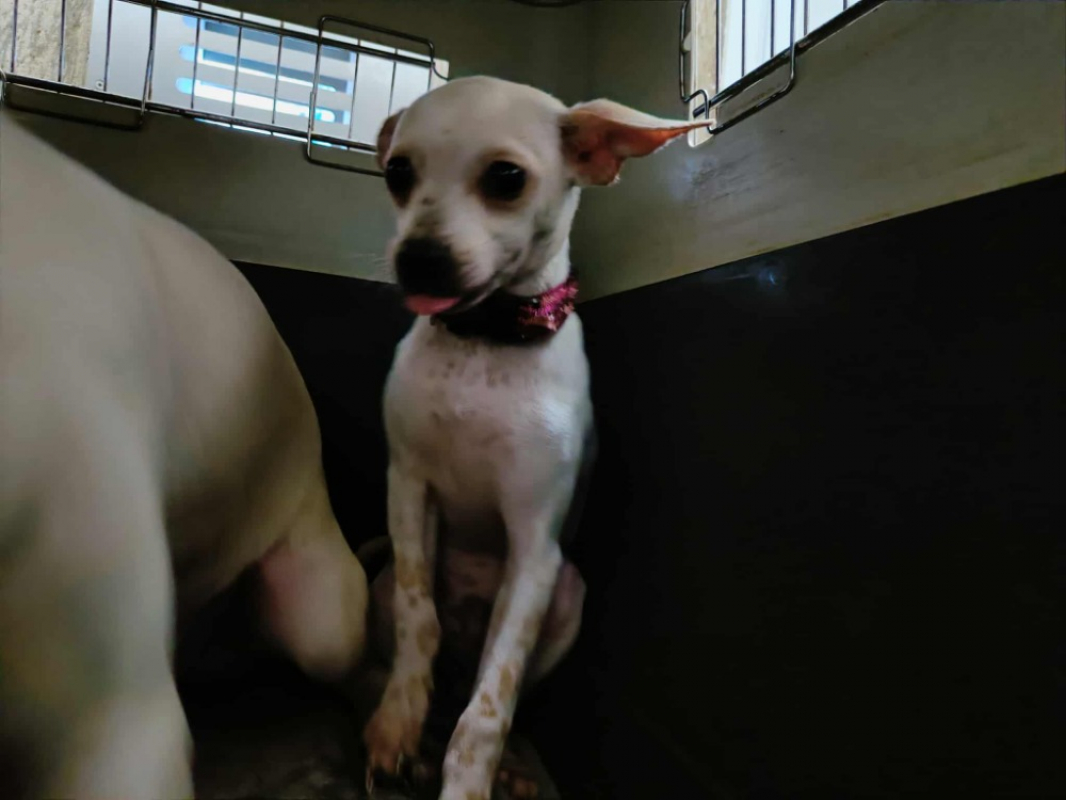 Photo #1 de Titi qcn