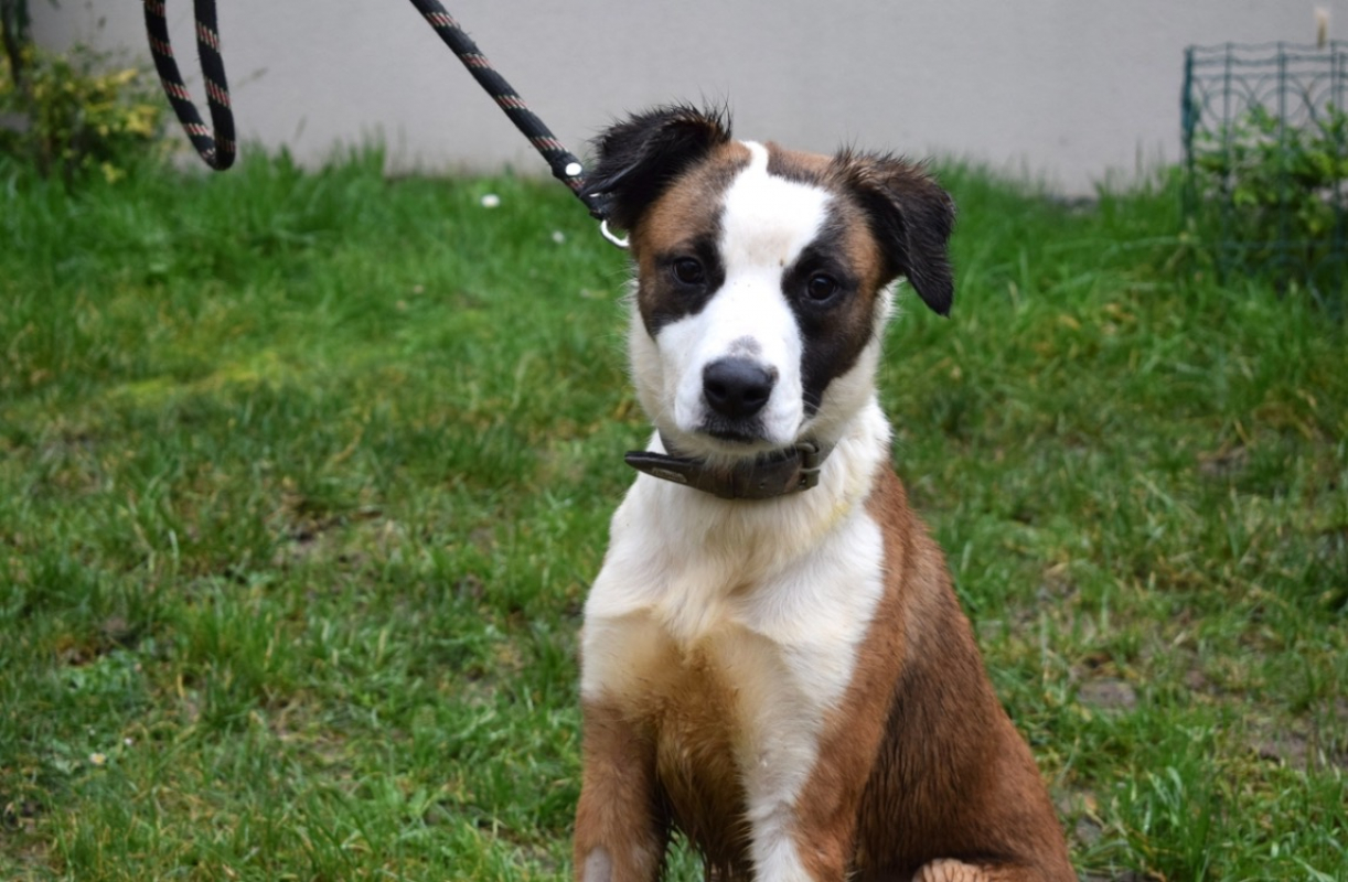 Photo #1 de Gaufrette