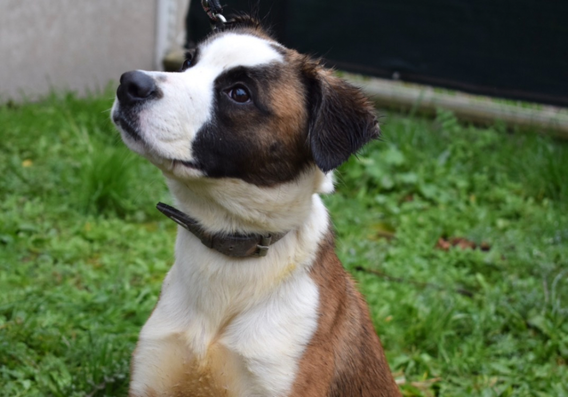 Photo #2 de Gaufrette