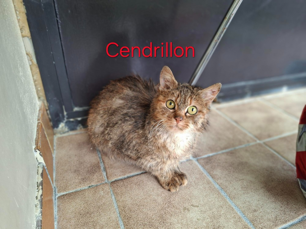 Photo de Cendrillon