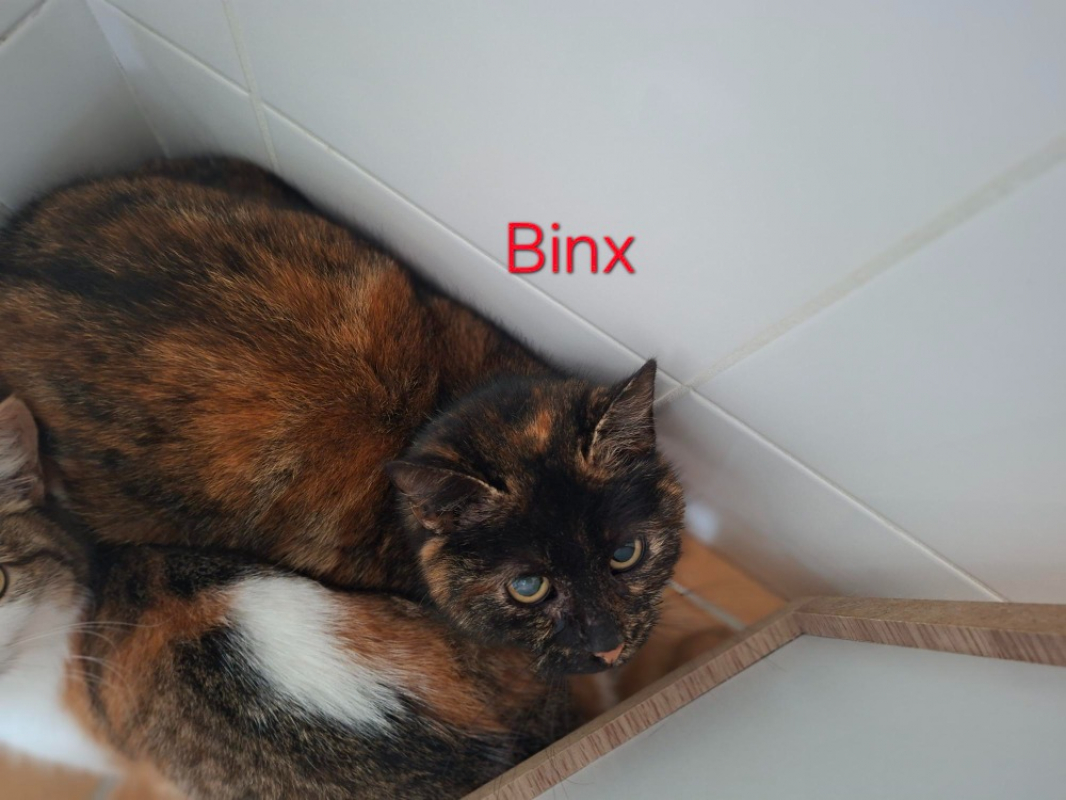 Photo de Binx