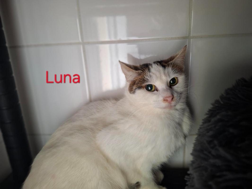 Photo de Luna