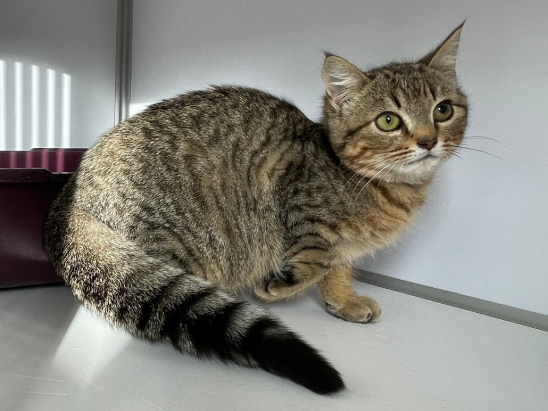 Photo #2 de Bidouille