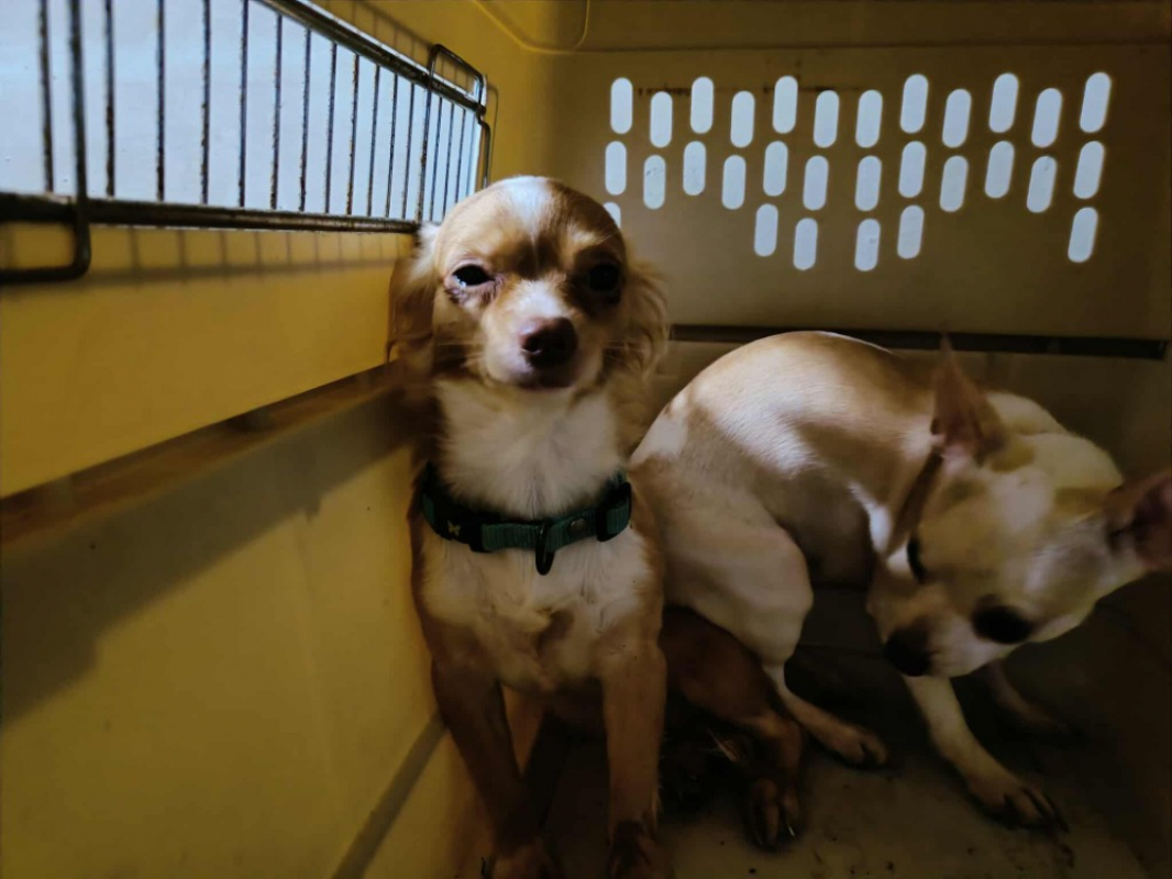 Photo #1 de Winnie qcn