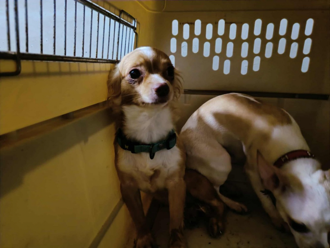 Photo #2 de Winnie qcn