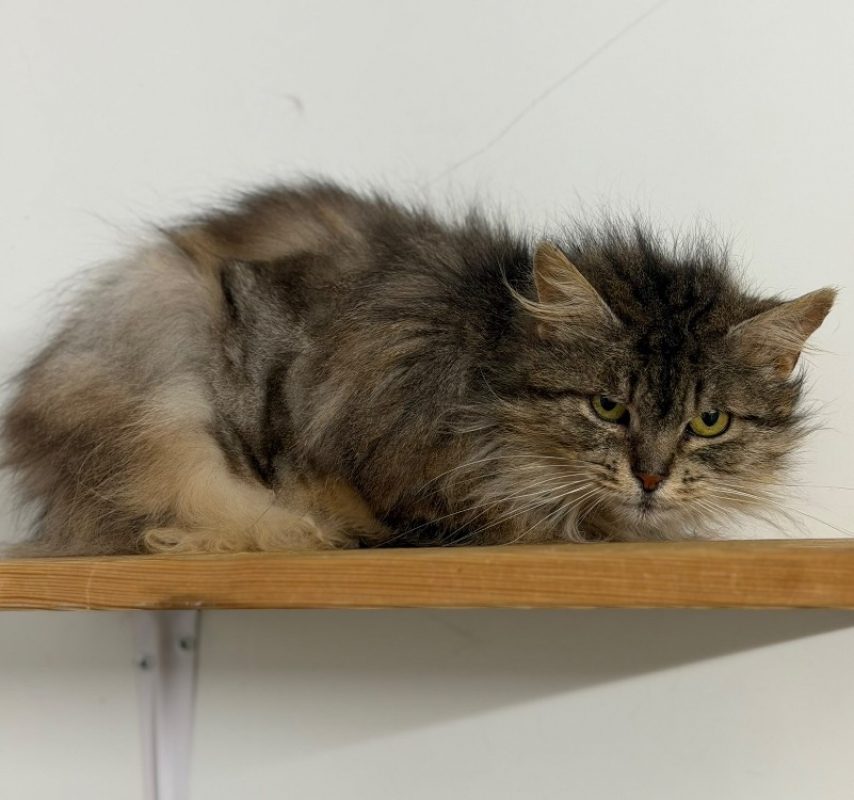 Venus - Chat Européen à adopter