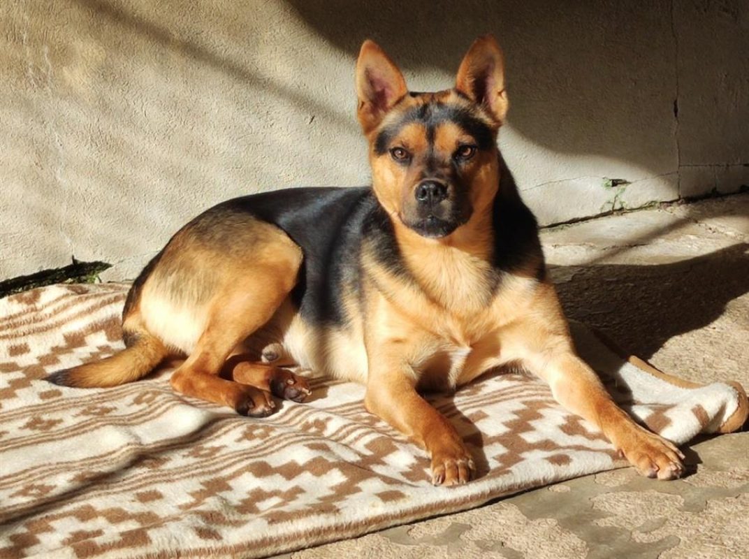 Ghost - Chien à adopter