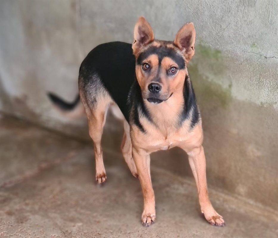 Ghost - Chien à adopter - photo 2